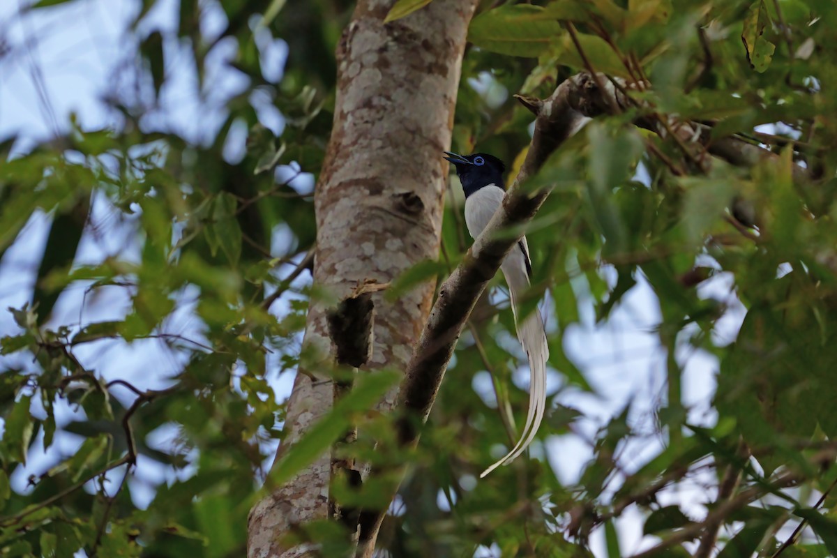 Blyth's Paradise-Flycatcher - ML659438442