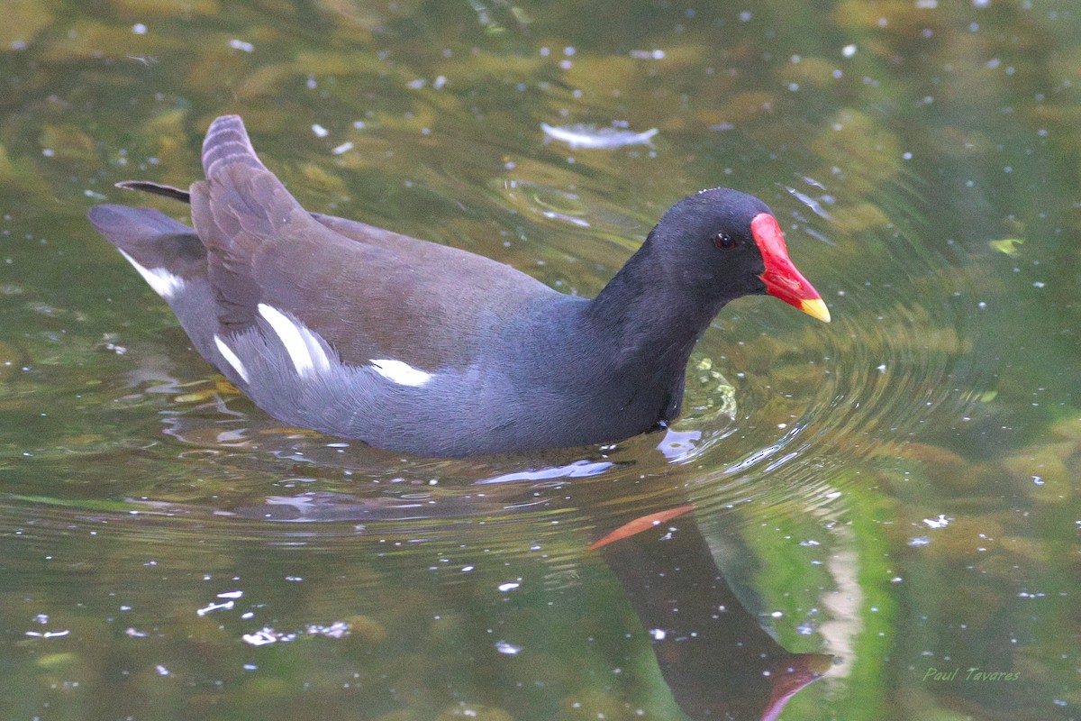 Gallinule poule-d'eau - ML659438976