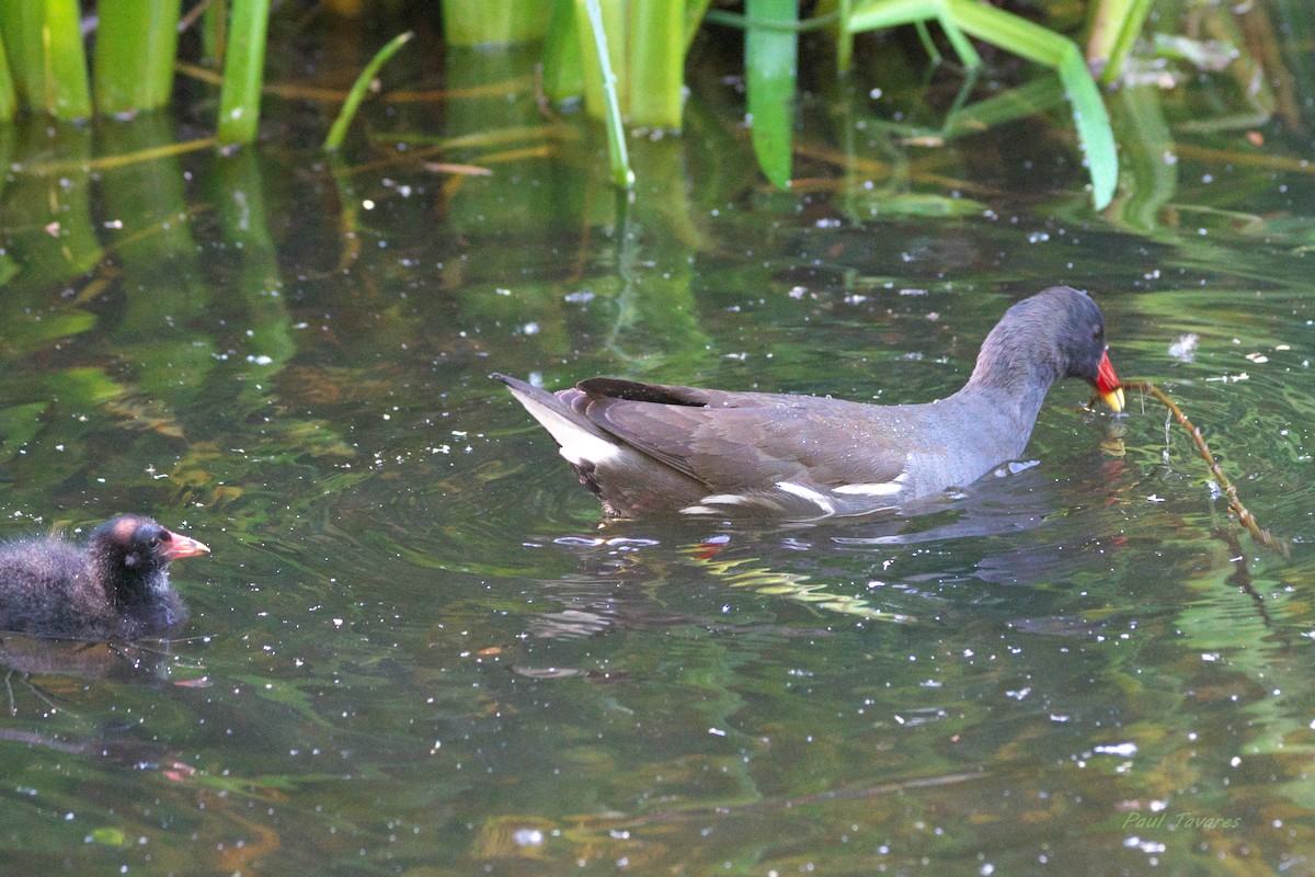 Gallinule poule-d'eau - ML659438977