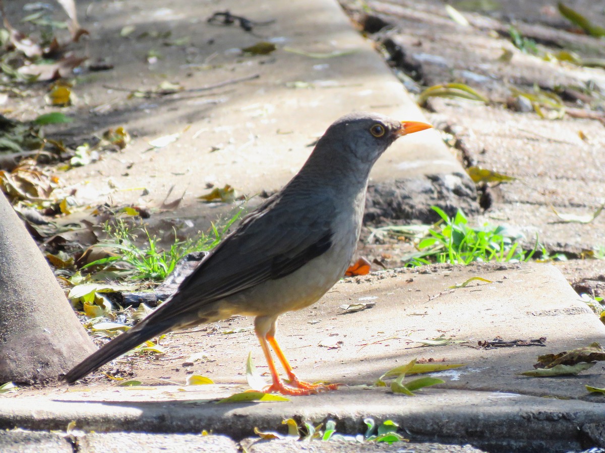 Karoo Thrush - ML659438989