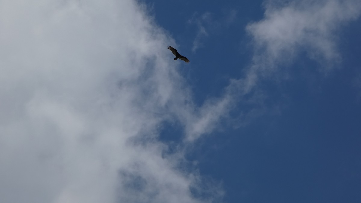 Turkey Vulture - ML659440102