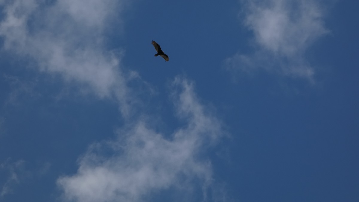 Turkey Vulture - ML659440104