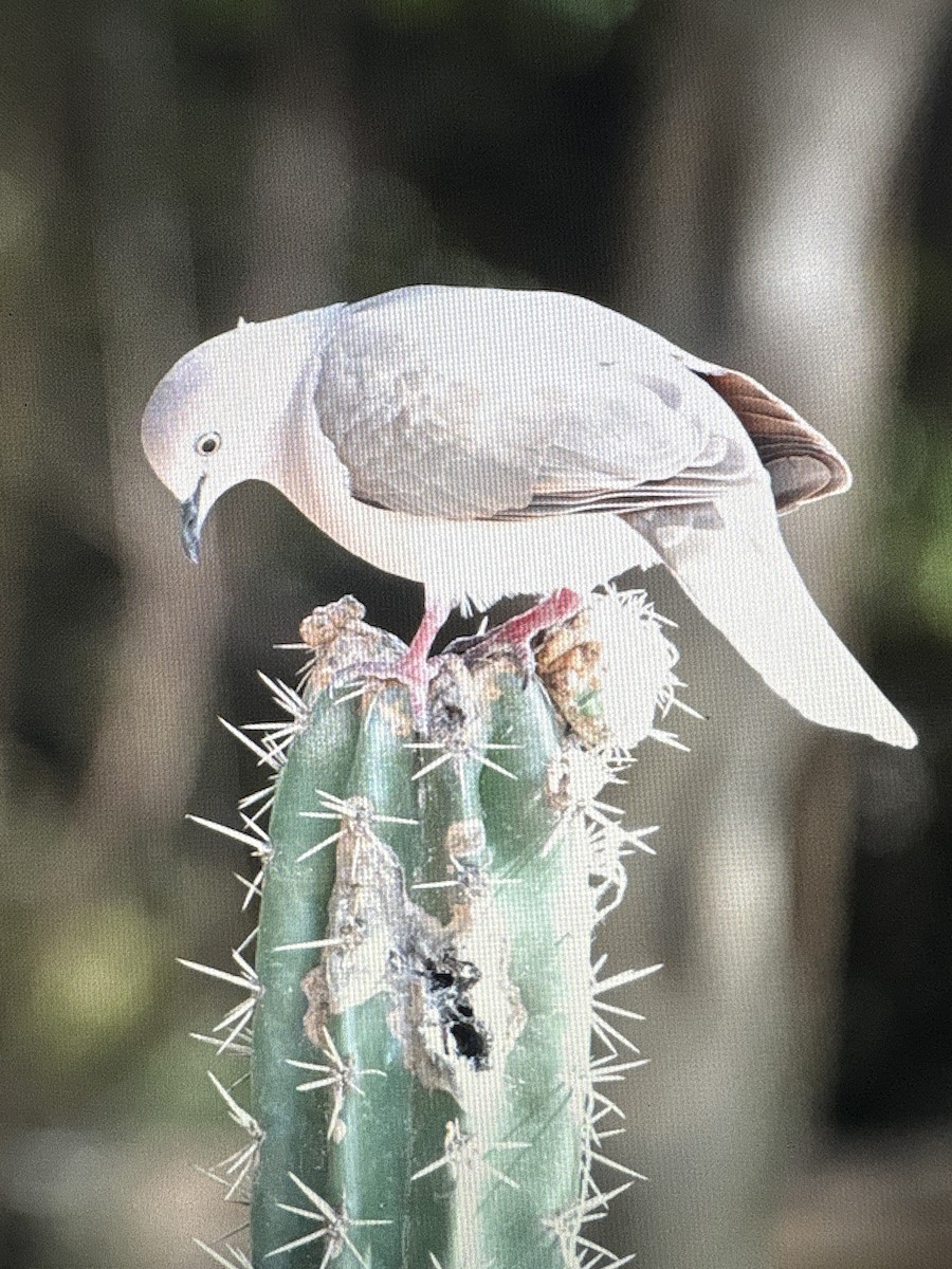 White-tipped Dove - ML659440195