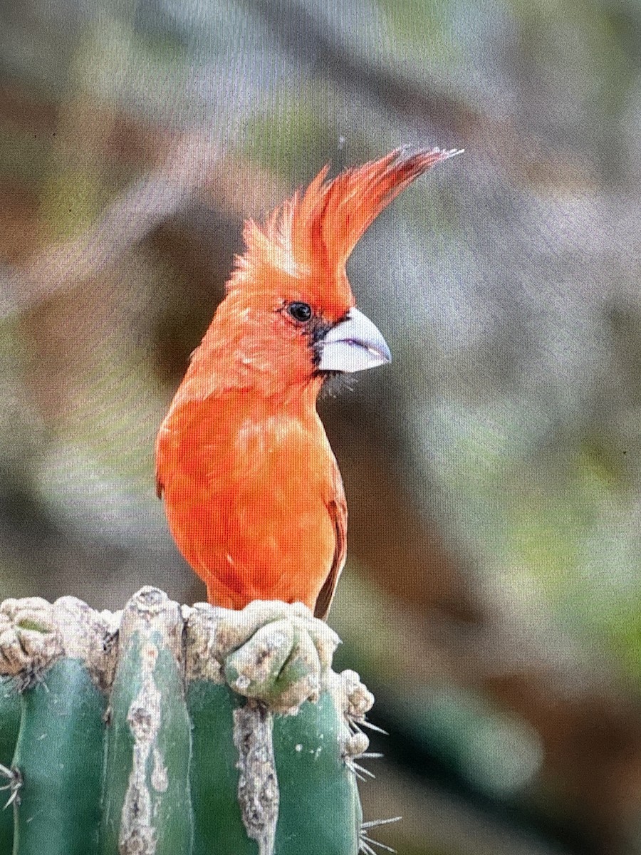 Vermilion Cardinal - ML659440299