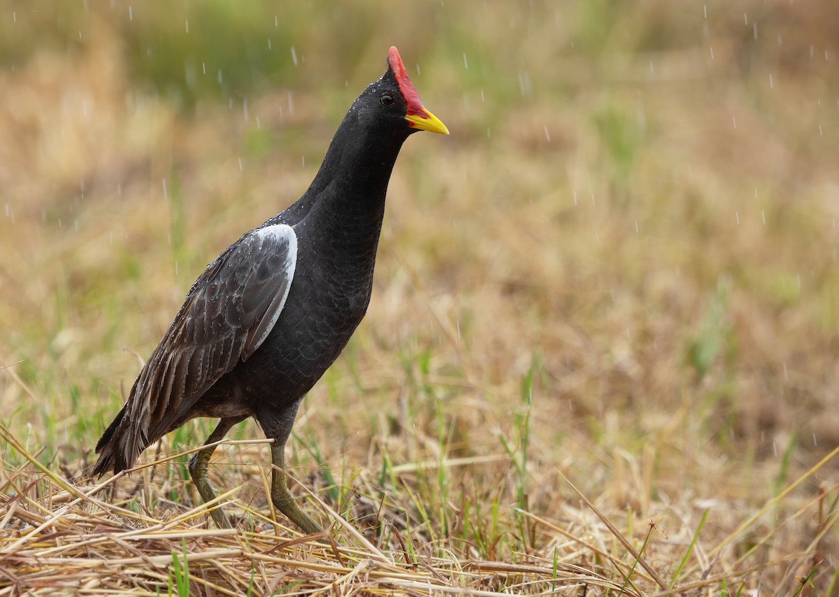 Watercock - ML659440356