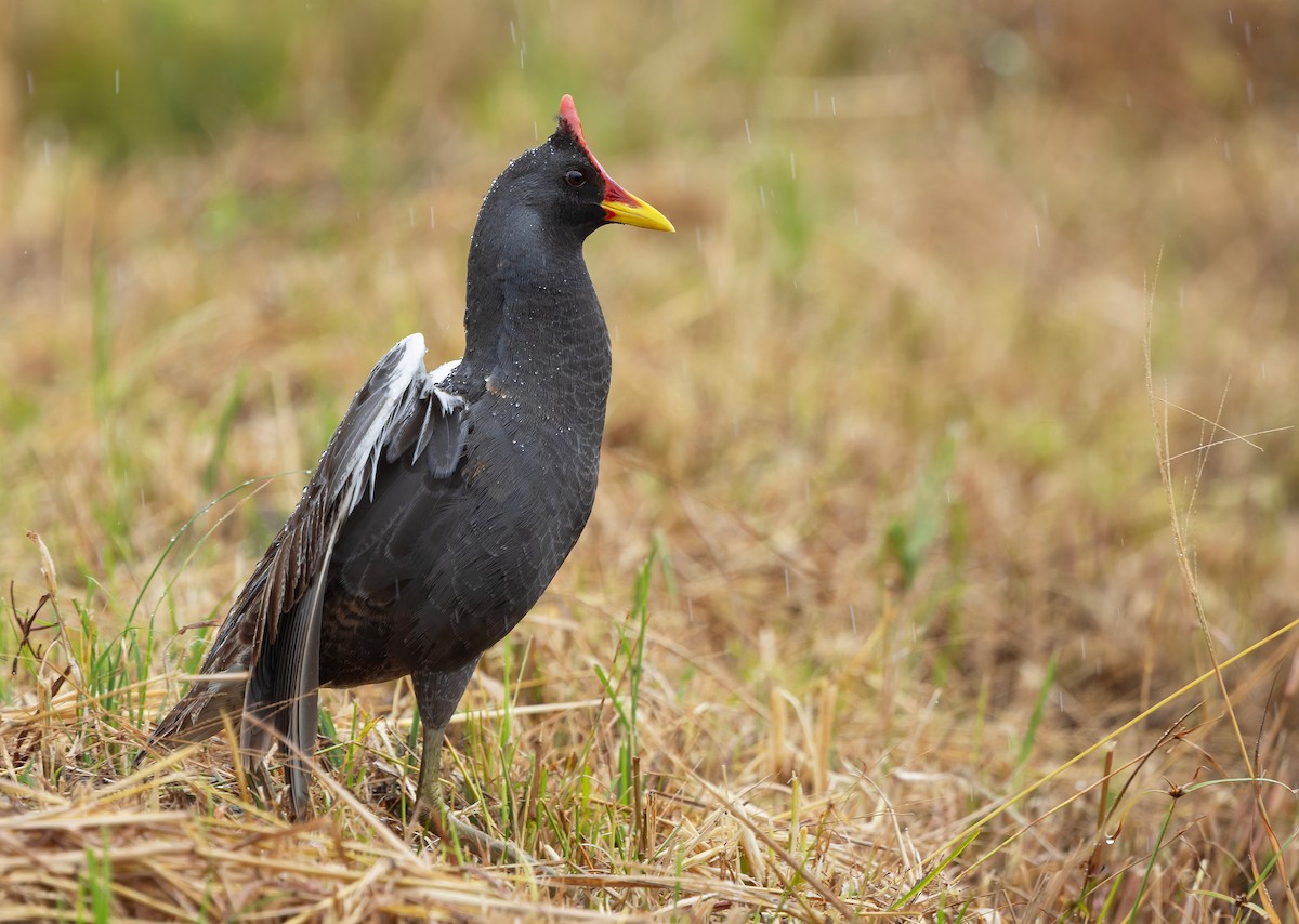 Watercock - ML659440359