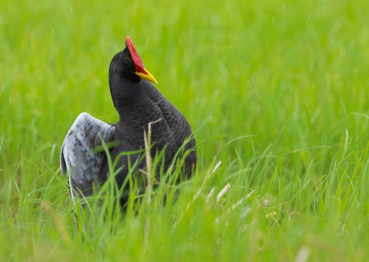 Watercock - ML659440362