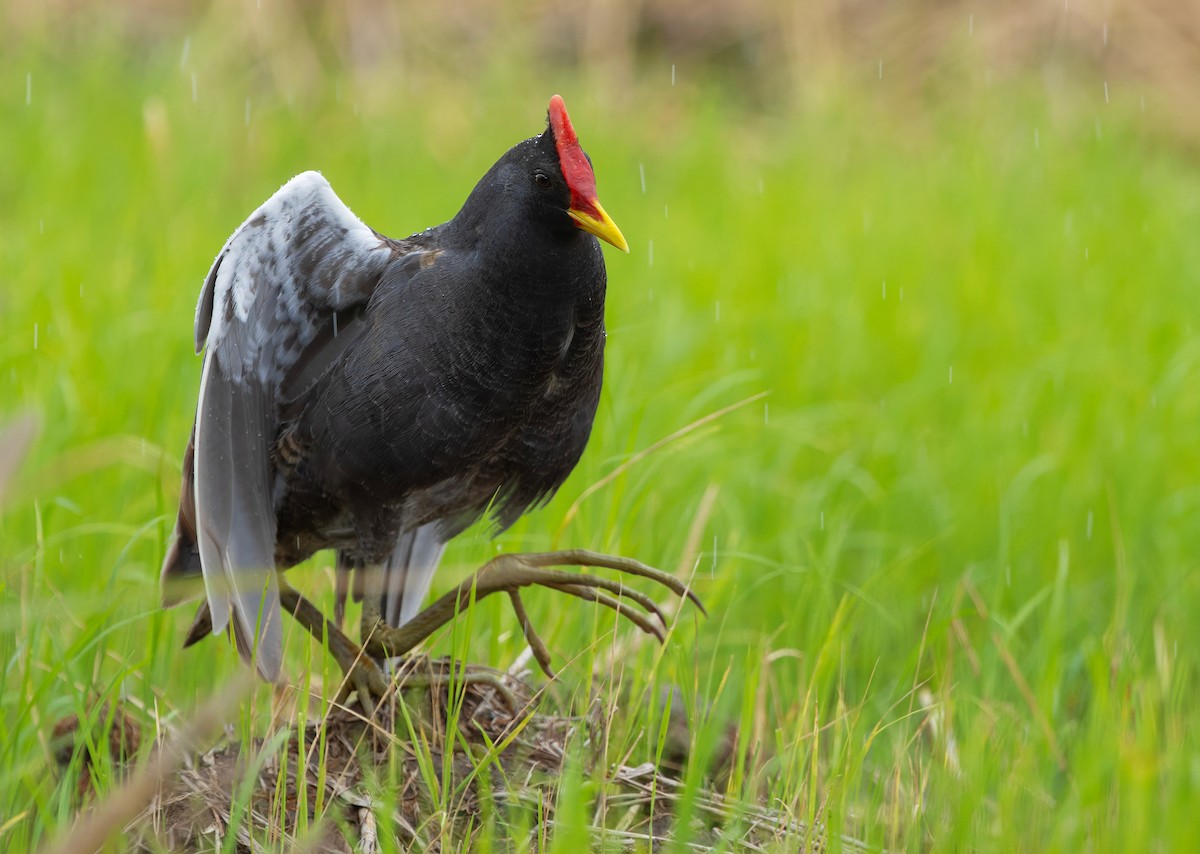 Watercock - ML659440364