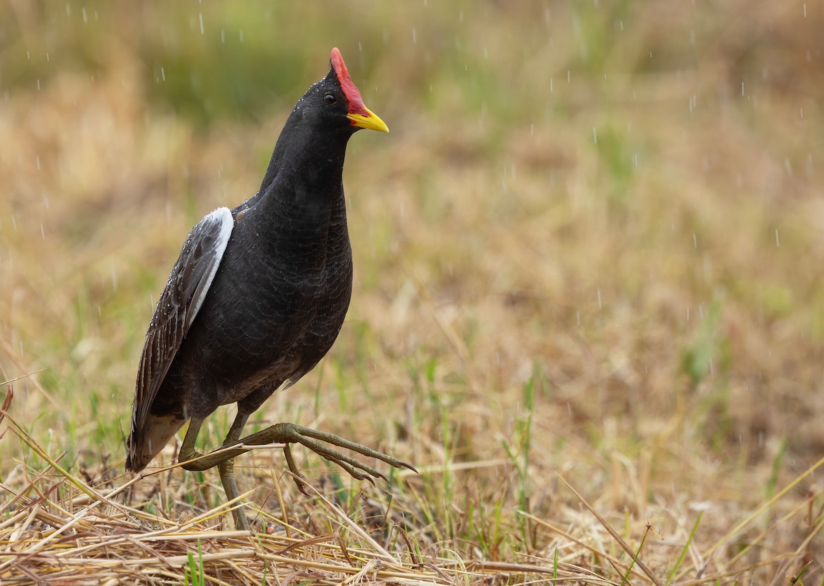 Watercock - ML659440366