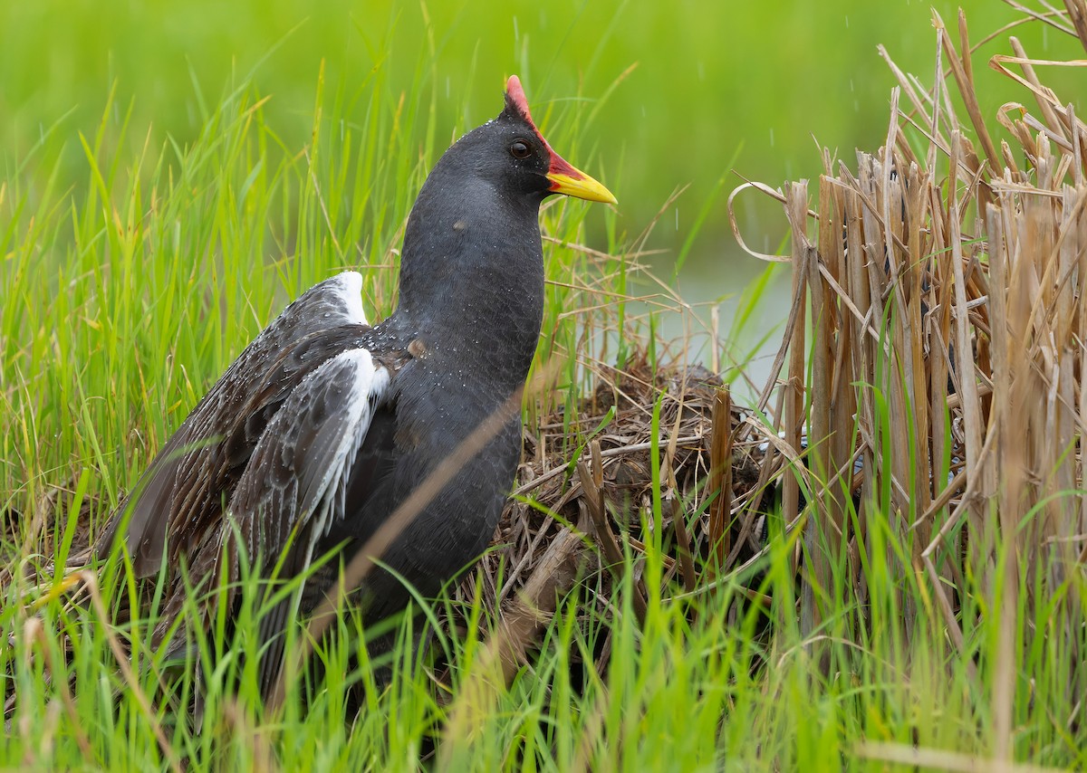 Watercock - ML659440367