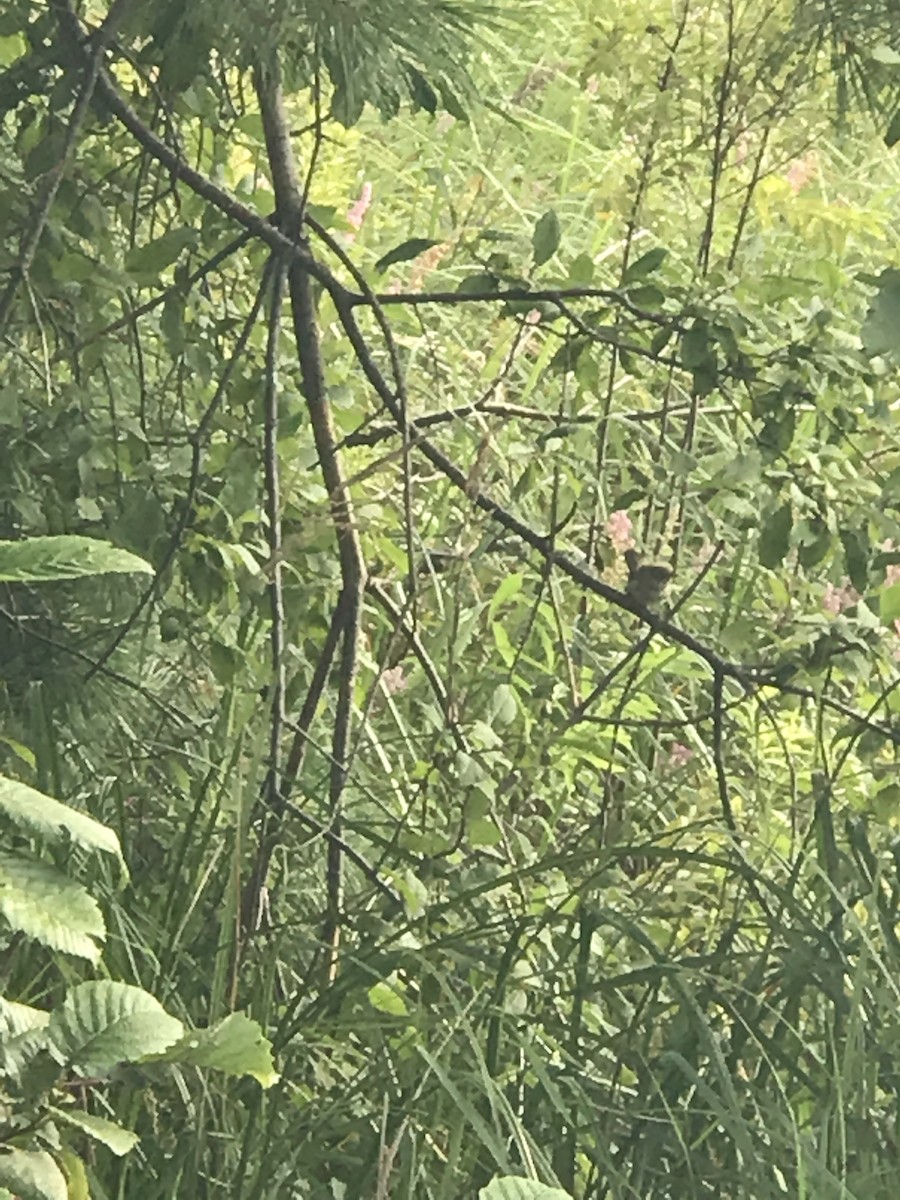 Sedge Wren - ML65944041