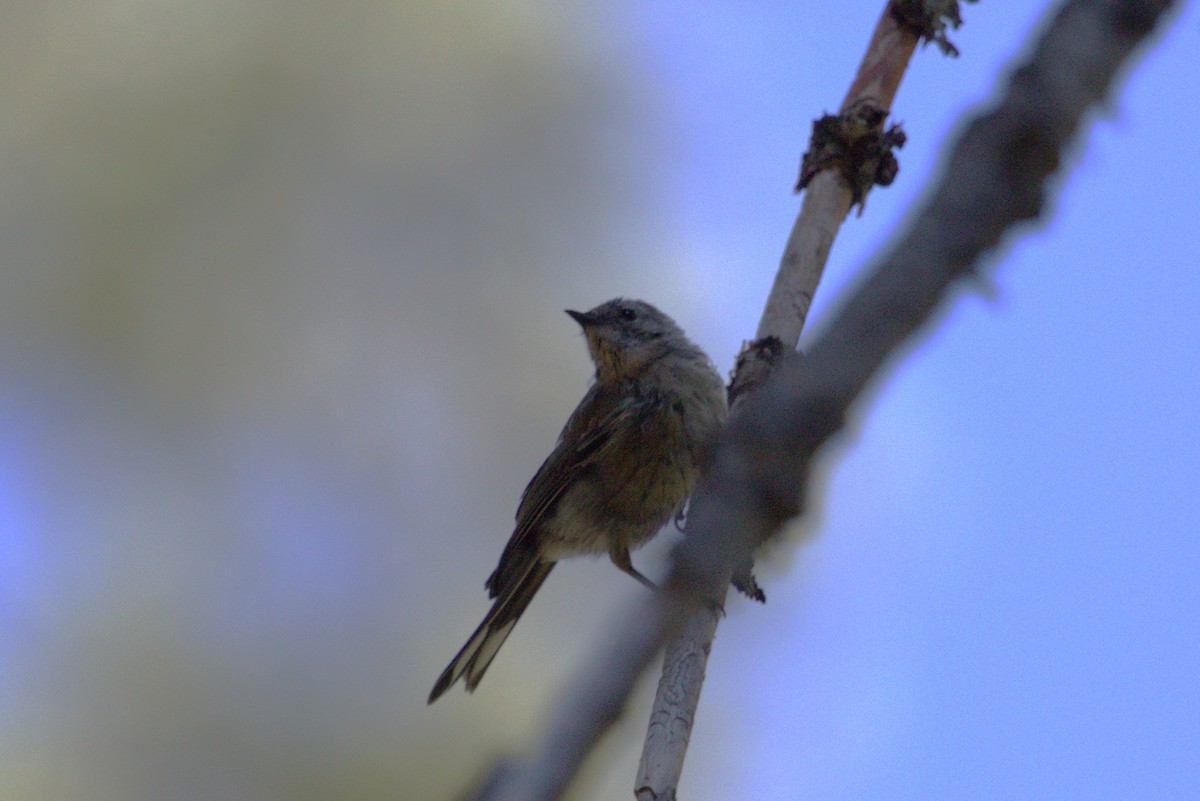 Yellow-rumped Warbler (Audubon's) - ML659440489