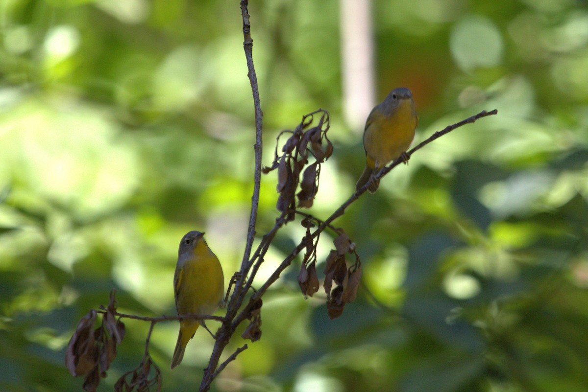 Nashville Warbler - ML659440501