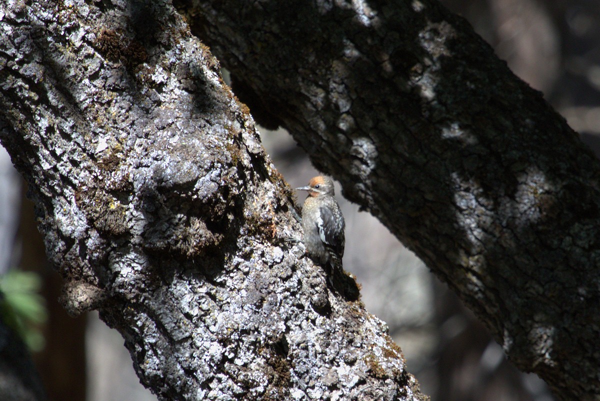 Red-breasted Sapsucker - ML659440581