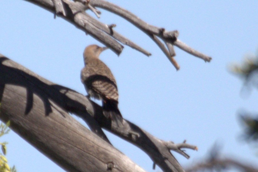 Northern Flicker (Red-shafted) - ML659440592