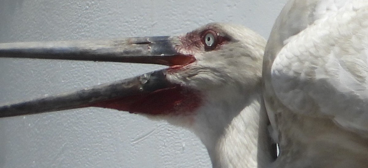 Oriental Stork - ML659440594