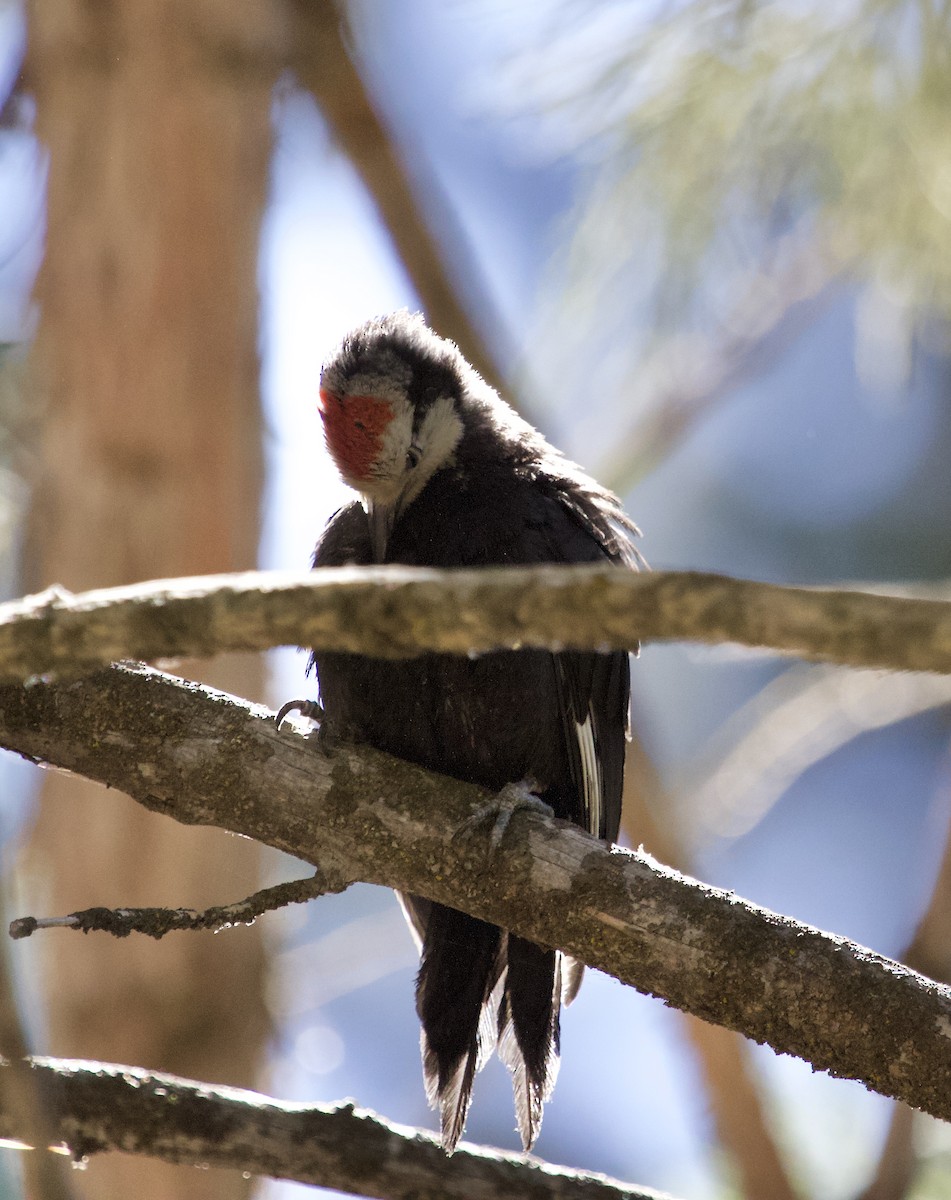White-headed Woodpecker - ML659440625