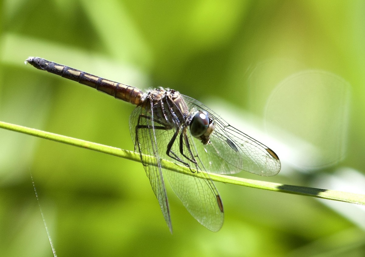 Blue Dasher - ML659440634