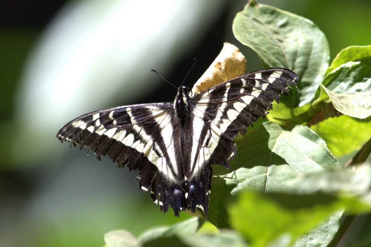 Pale Swallowtail - ML659440649