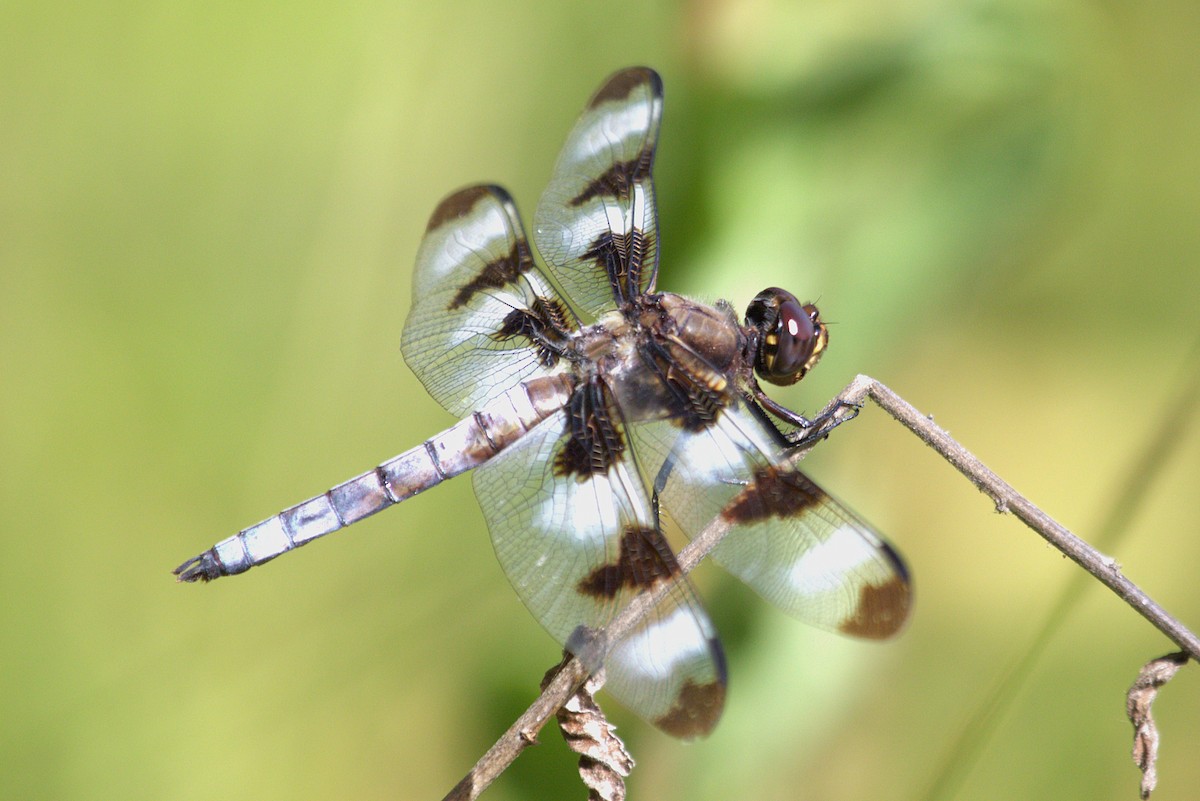 Twelve-spotted Skimmer - ML659440653