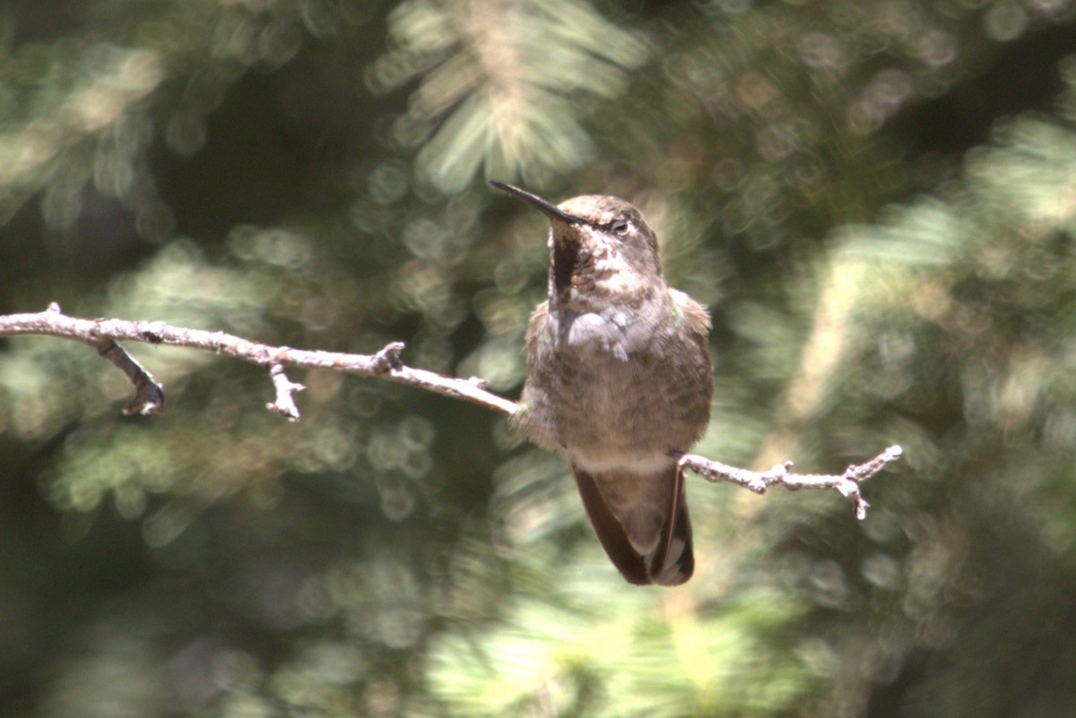 Colibri d'Anna - ML659440749