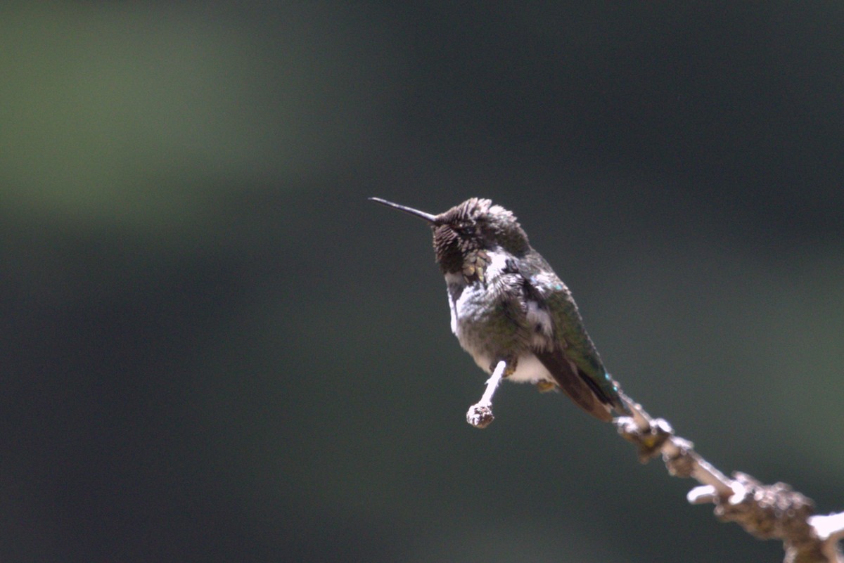 Colibri d'Anna - ML659440764