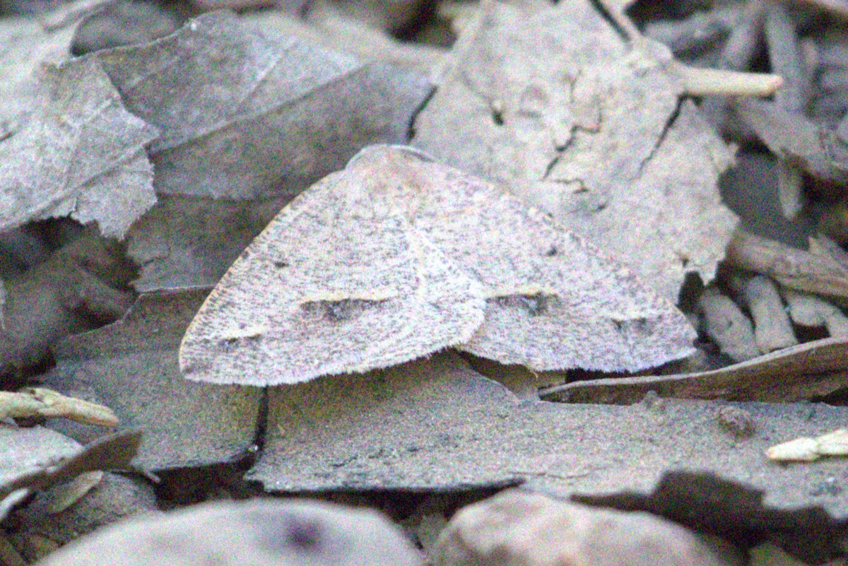 Spurred Wave Moth - ML659440828