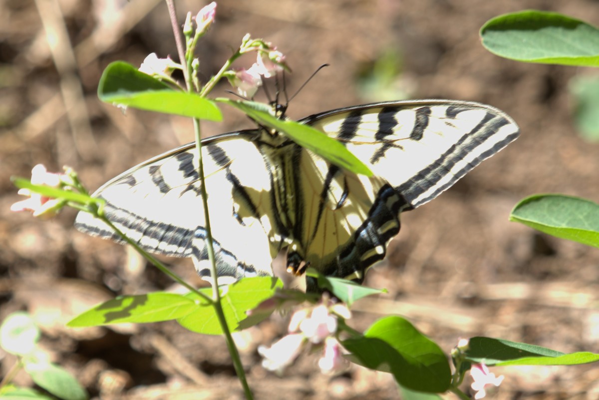 papillon tigré de l'Ouest - ML659440874