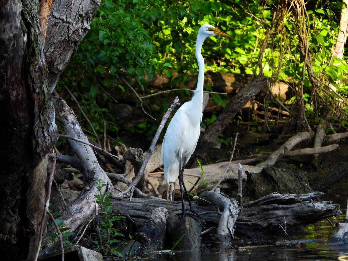 Great Egret - ML659441598