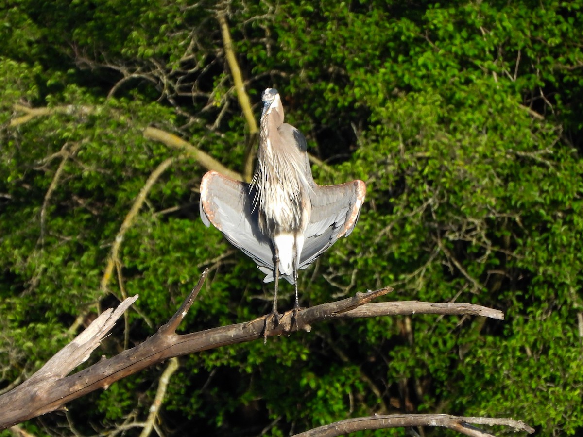 Great Blue Heron - ML659441678