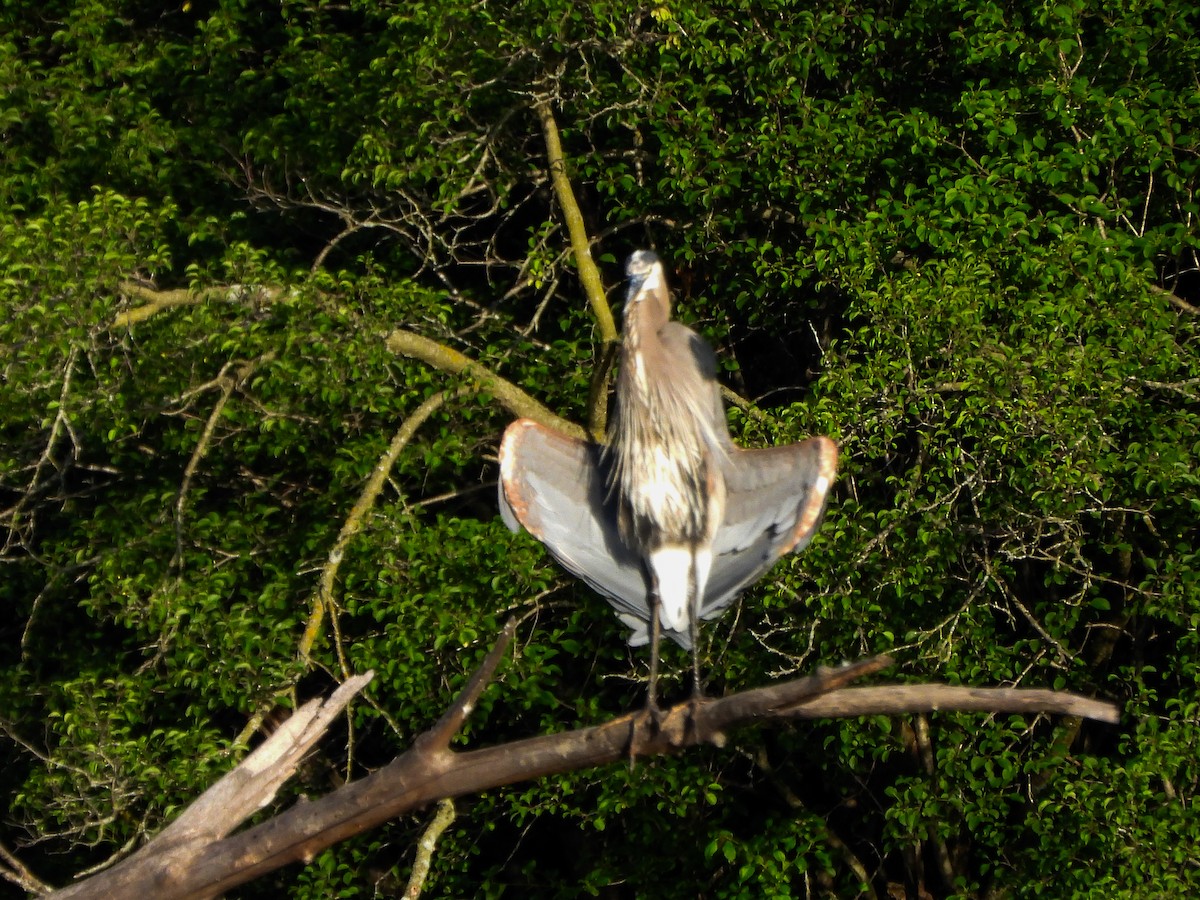 Great Blue Heron - ML659441679