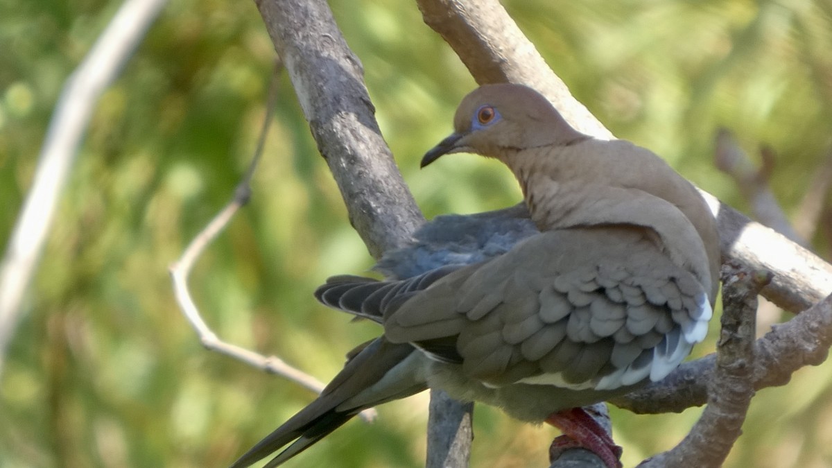 White-winged Dove - ML659441709
