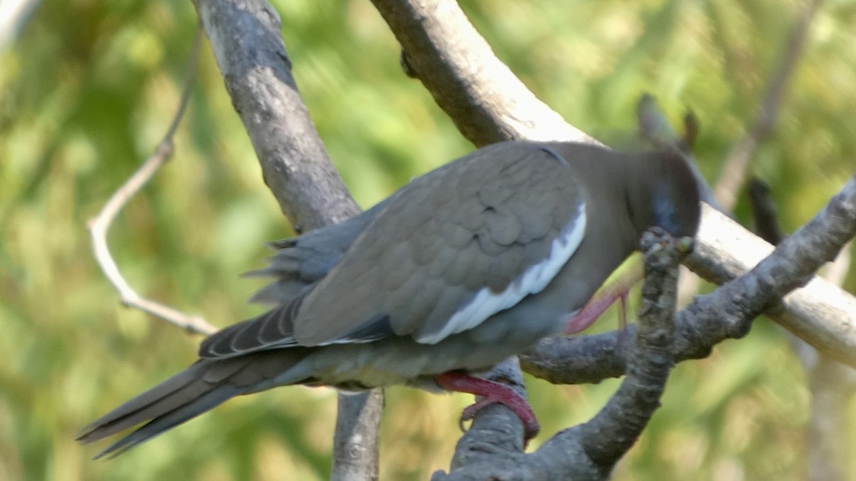 White-winged Dove - ML659441710