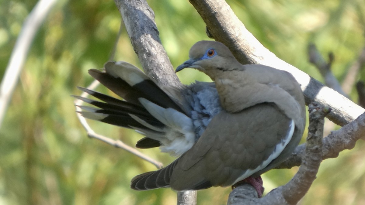 White-winged Dove - ML659441711