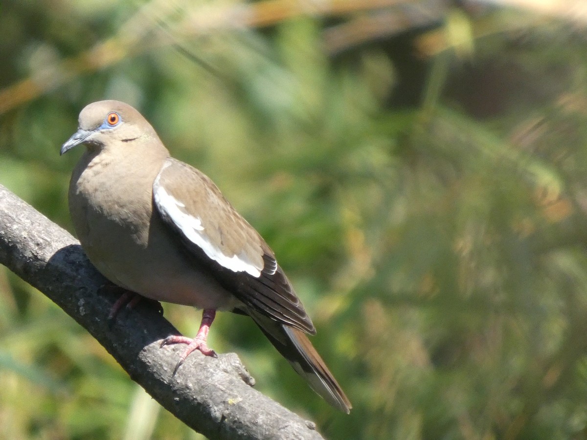 White-winged Dove - ML659441712