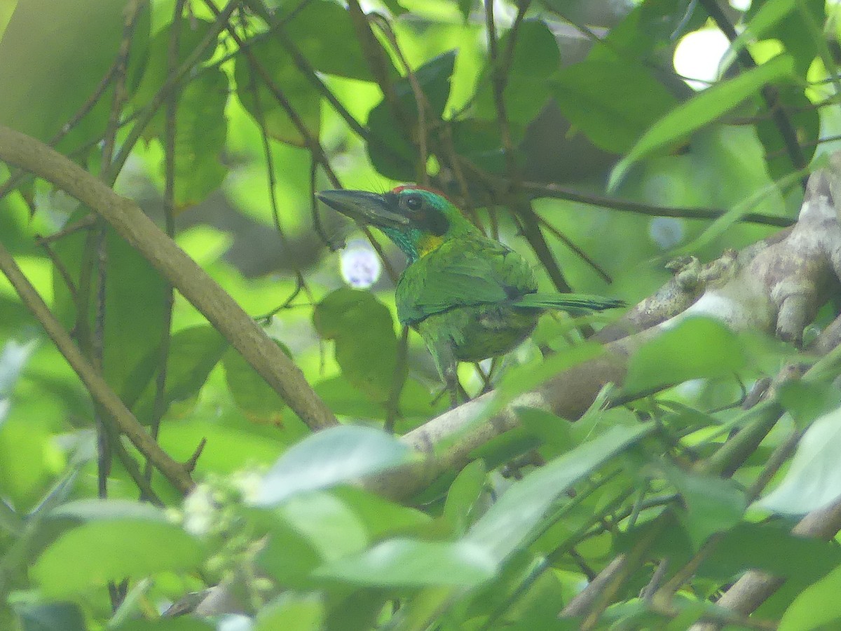 Vielfarben-Bartvogel - ML659441904