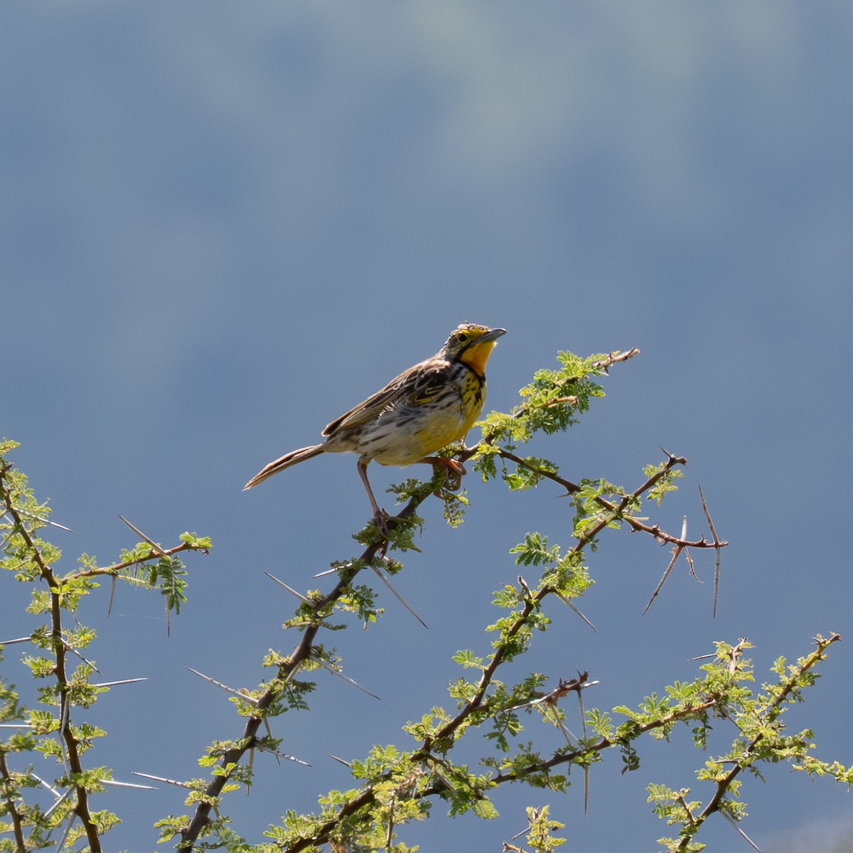 Bisbita de Pangani - ML659442112
