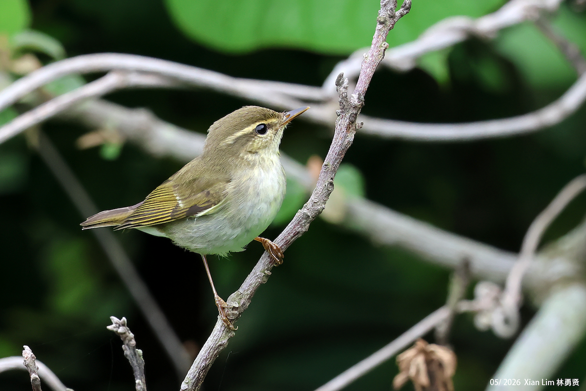 Mosquitero de Kamtchatka - ML659442214