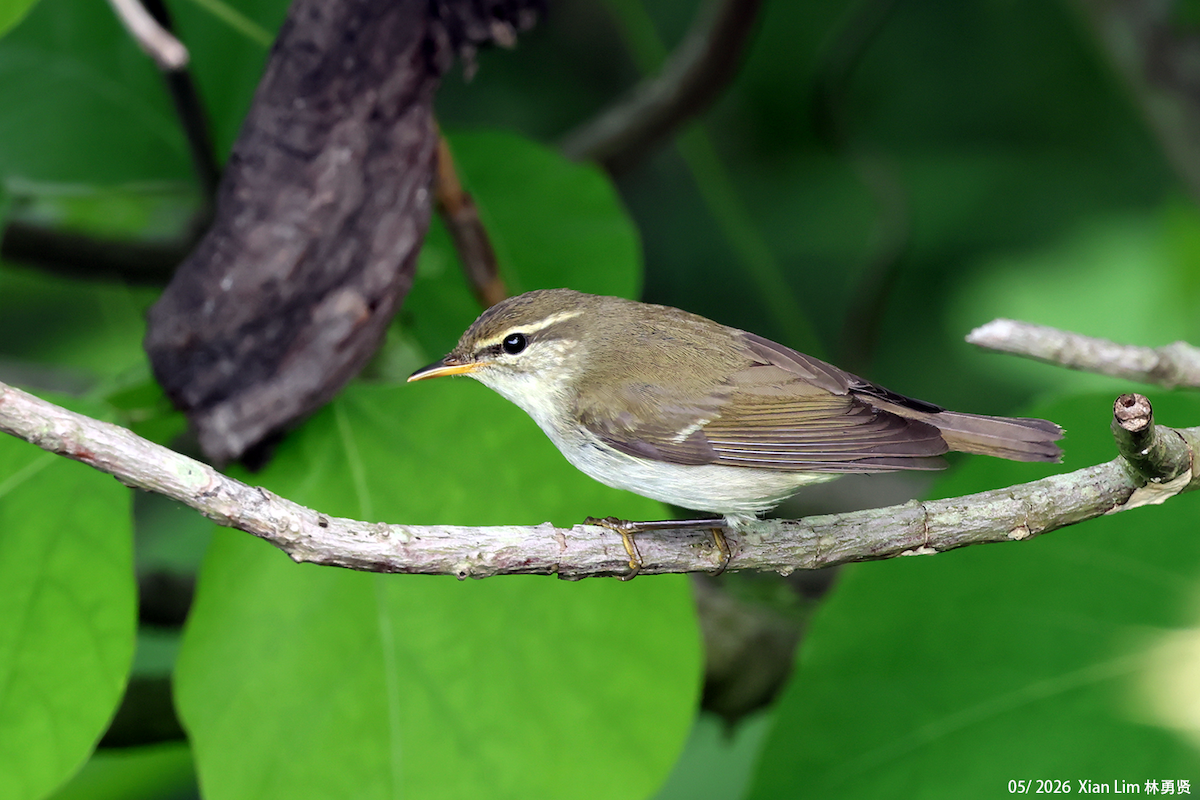 Mosquitero de Kamtchatka - ML659442215
