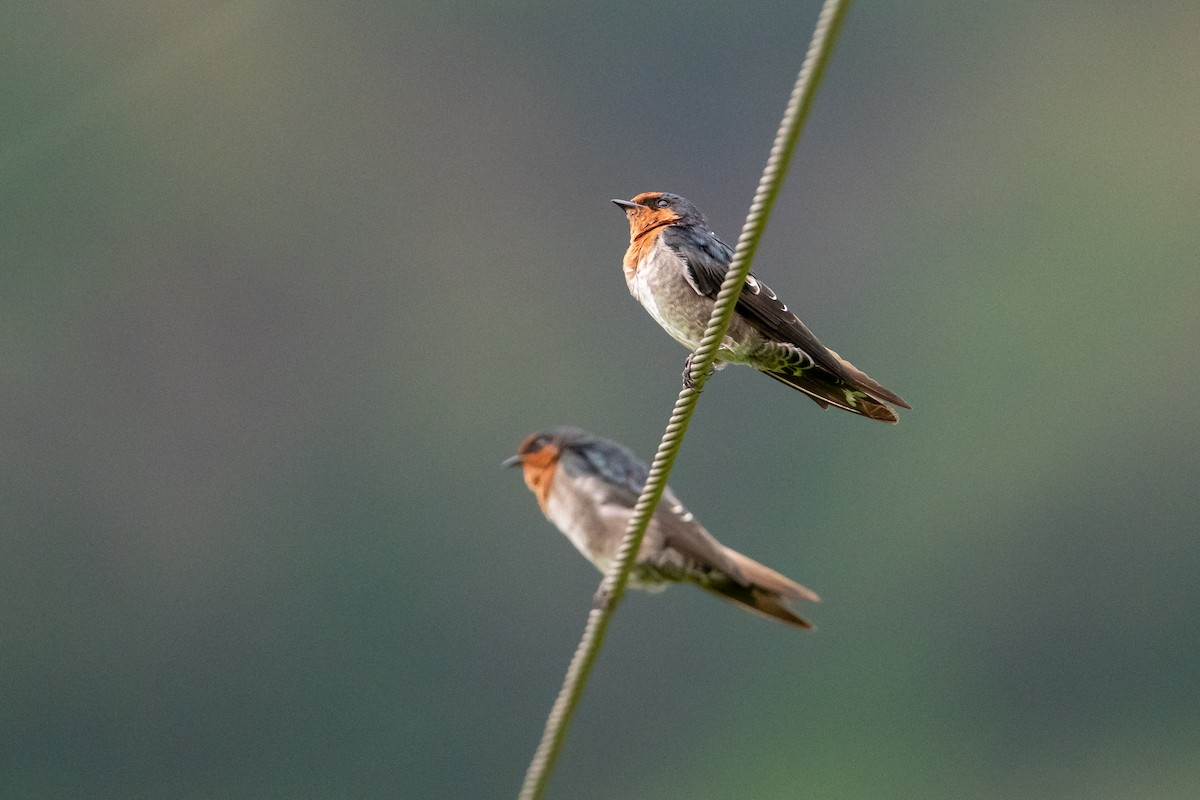 Hill Swallow - ML659442692