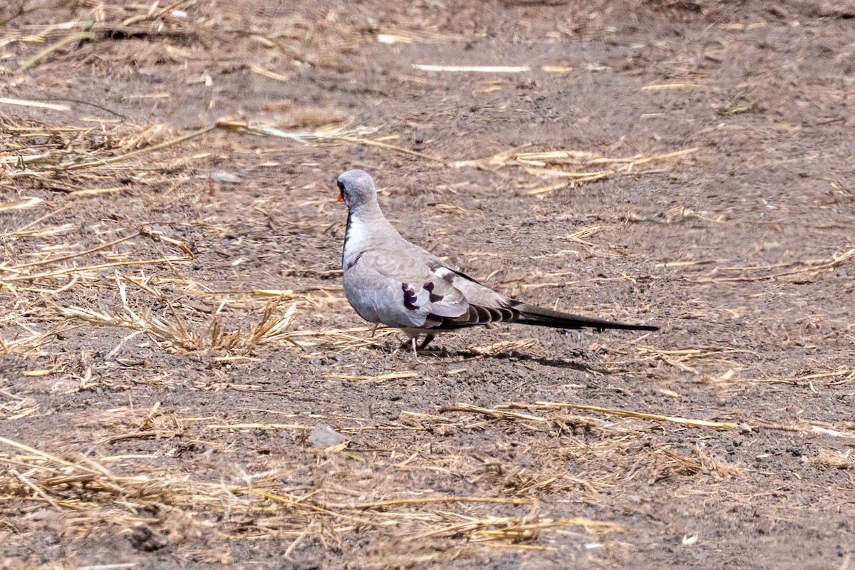 Namaqua Dove - ML659443028