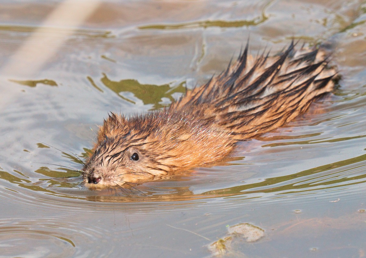 Virginia Muskrat - ML659443069
