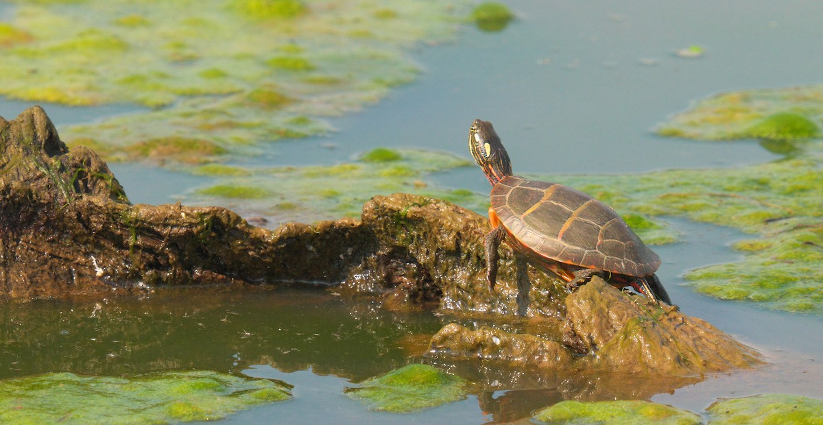 Painted Turtles - ML659443070