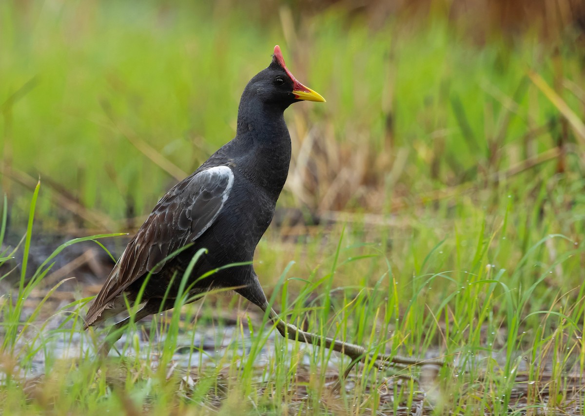 Watercock - ML659443126