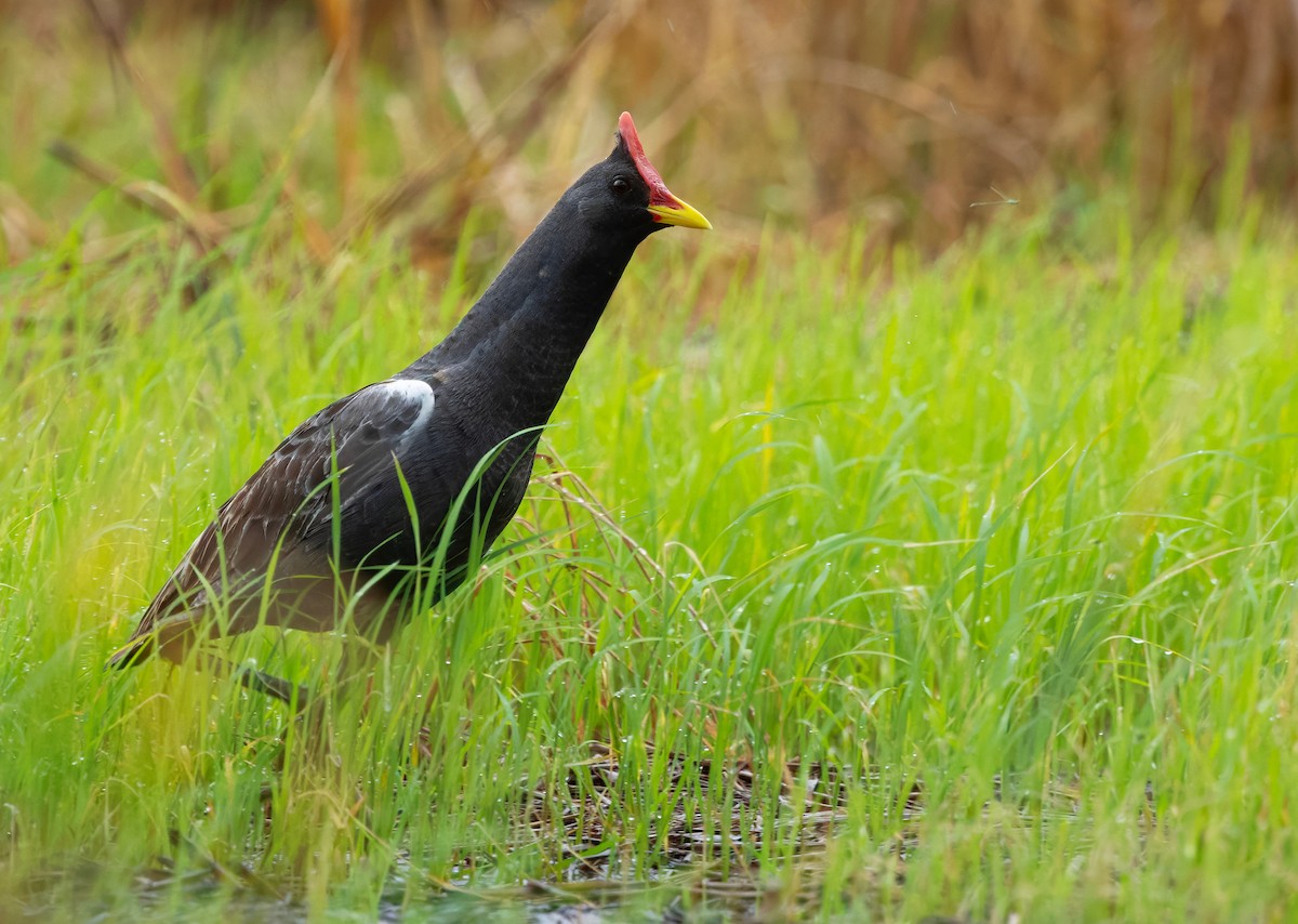 Watercock - ML659443128