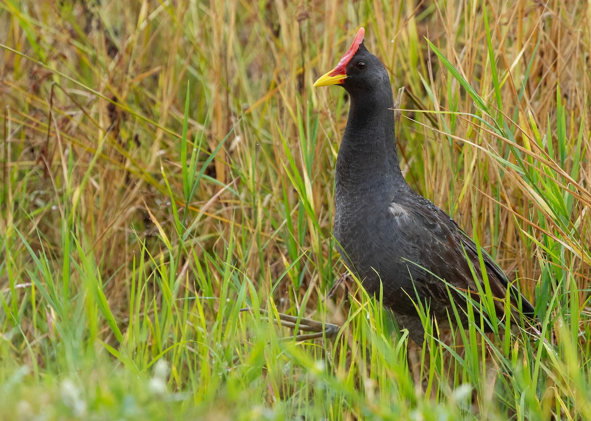 Watercock - ML659443133