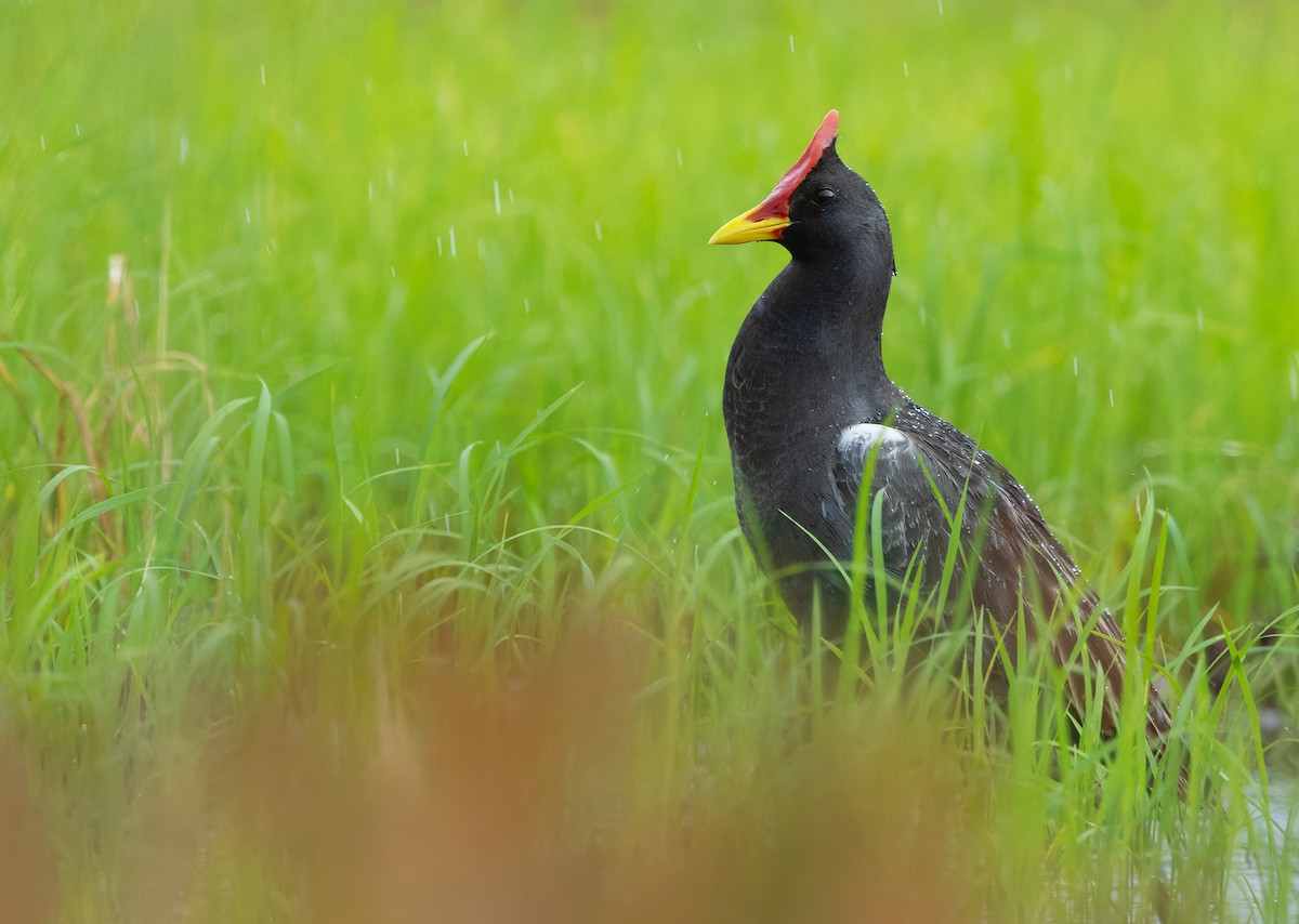 Watercock - ML659443134