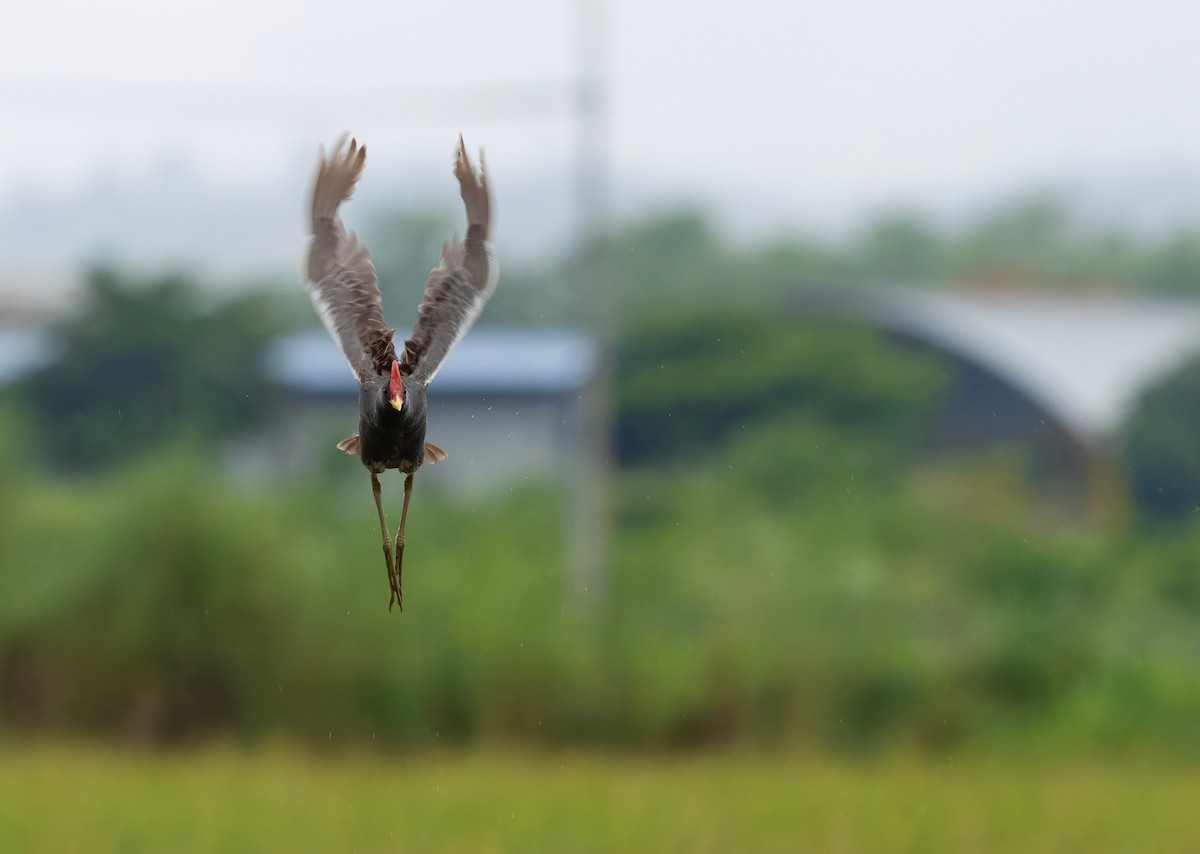 Watercock - ML659443135