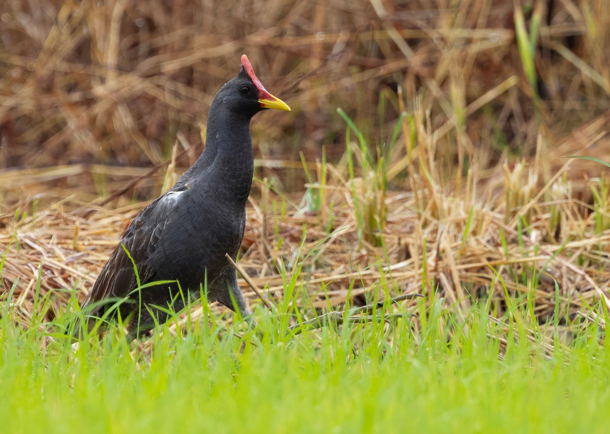 Watercock - ML659443136
