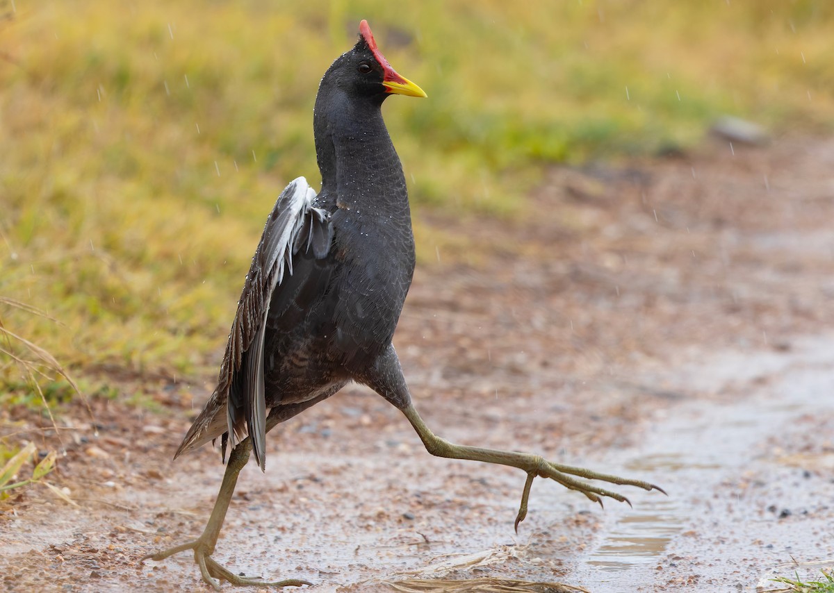 Watercock - ML659443149
